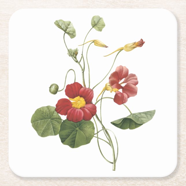 nasturtium(Tropaeolum majus) by Redouté Square Paper Coaster (Front)