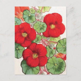 "Nasturtium" Vintage Flower Illustration Postcard