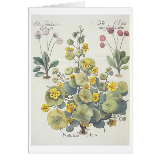 Nasturtiums and Daisies: 1.Nasturtium Indicum; 2.B (Front)