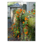 Nasturtiums on a Wall, England