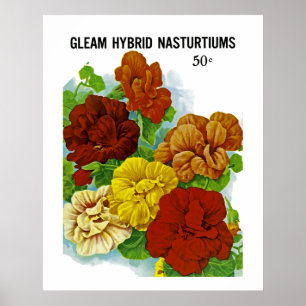 Nasturtiums Poster