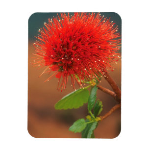 Natal Bottlebrush (Greyia Sutherlandii) Flower Magnet