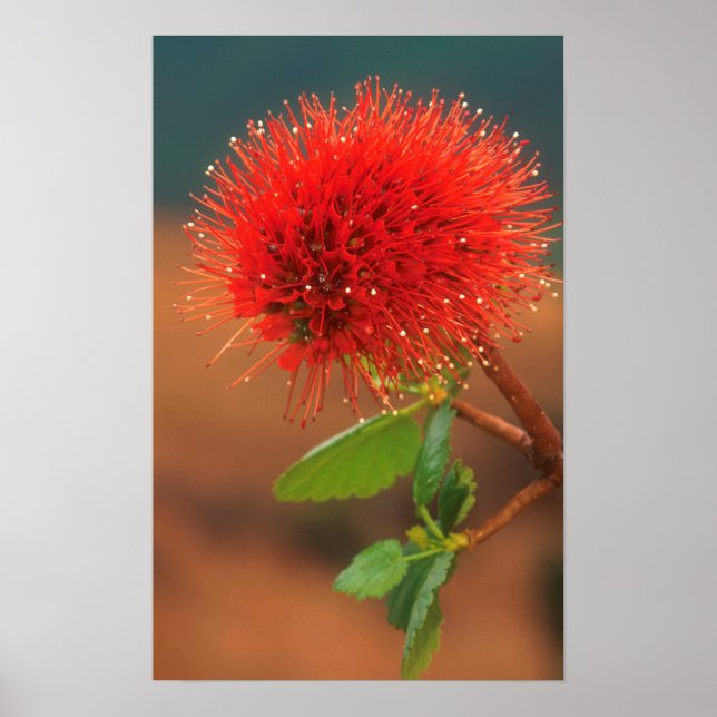 Natal Bottlebrush (Greyia Sutherlandii) Flower Poster (Front)
