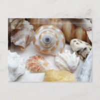 Natica Jewel Box Kitten's Paw Seashells Postcard