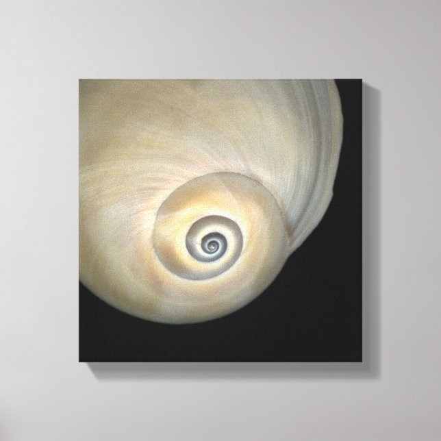 Naticid shell canvas print (Front)