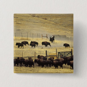 National Bison Range Roundup in Montana 15 Cm Square Badge