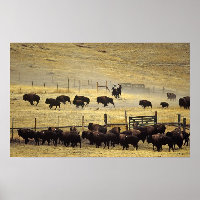 National Bison Range Roundup in Montana Poster (Front)