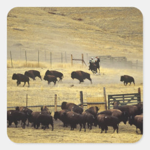 National Bison Range Roundup in Montana Square Sticker