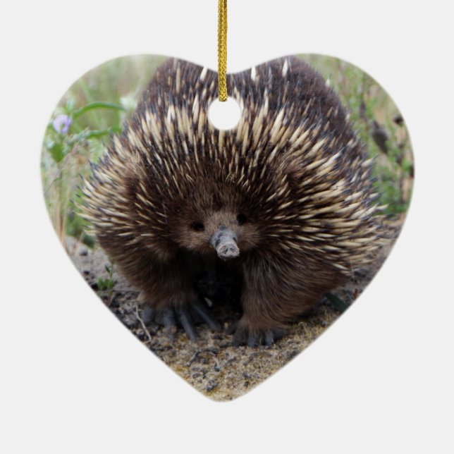 Native Australian Wild Echidna Photo Ceramic Tree Decoration (Back)
