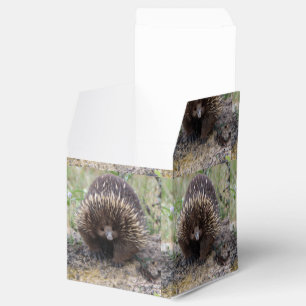 Native Australian Wild Echidna Photo Favour Box