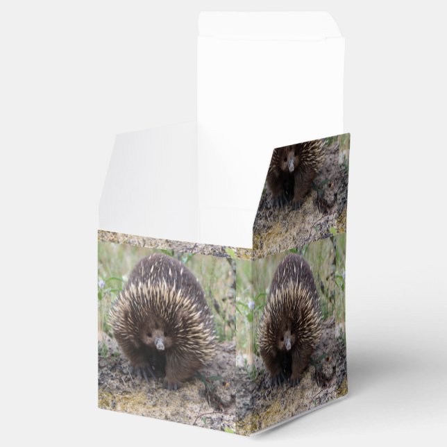 Native Australian Wild Echidna Photo Favour Box (Opened)