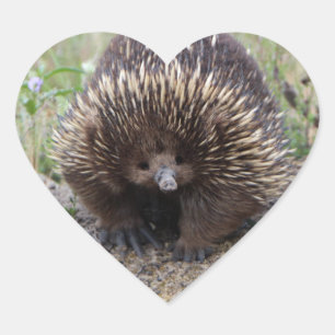 Native Australian Wild Echidna Photo Heart Sticker