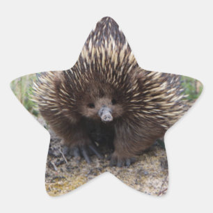 Native Australian Wild Echidna Photo Star Sticker
