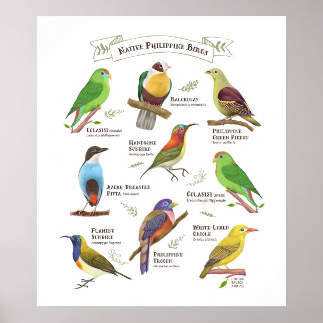 Native Birds in the Philippines Poster (Front)