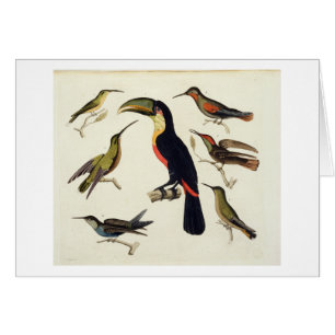 Native birds, including the Toucan (centre), Amazo