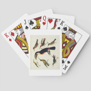 Native birds, including the Toucan (centre), Amazo Playing Cards