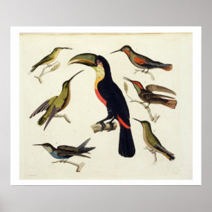 Native birds, including the Toucan (centre), Amazo Poster