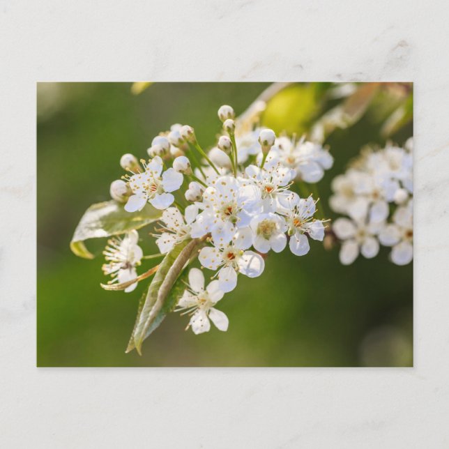 Native Chokecherry Blossoms Postcard (Front)