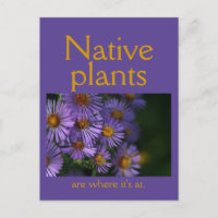 Native plants are where it's at
