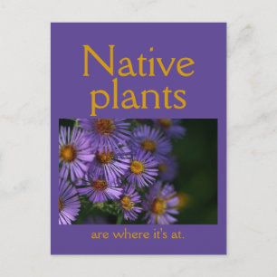 Native plants are where it's at postcard