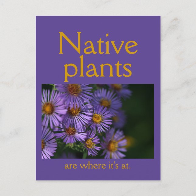 Native plants are where it's at postcard (Front)
