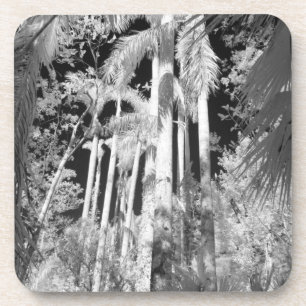 Native Royal Palms in Fakahatchee Strand, Coaster