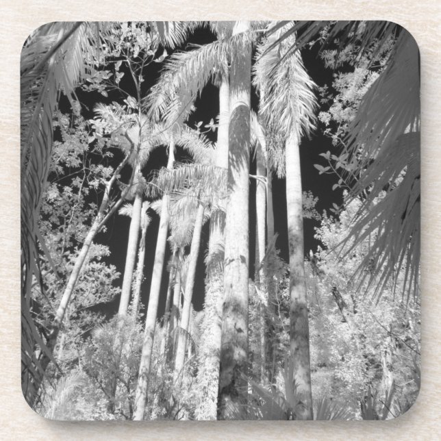 Native Royal Palms in Fakahatchee Strand, Coaster (Front)