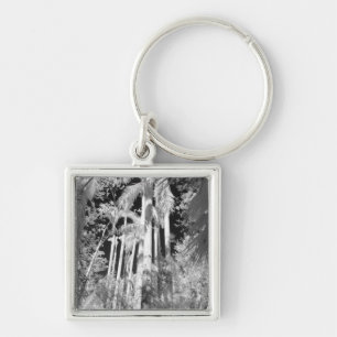 Native Royal Palms in Fakahatchee Strand, Key Ring