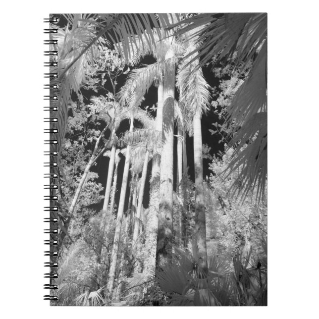 Native Royal Palms in Fakahatchee Strand, Notebook (Front)