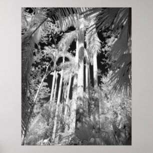 Native Royal Palms in Fakahatchee Strand, Poster