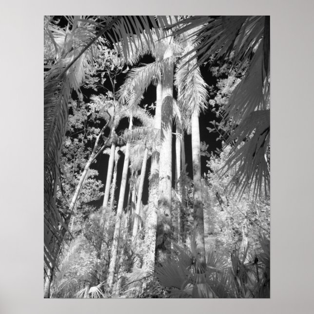 Native Royal Palms in Fakahatchee Strand, Poster (Front)