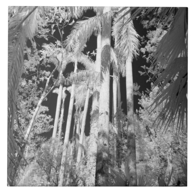 Native Royal Palms in Fakahatchee Strand, Tile (Front)