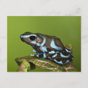Native to Panama Postcard