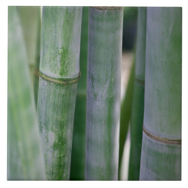 Natural Bamboo Zen Background Customised Template Ceramic Tile (Front)