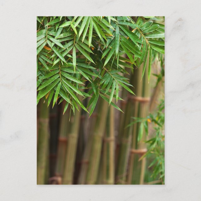 Natural Bamboo Zen Background Customised Template Postcard (Front)