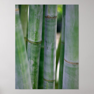 Natural Bamboo Zen Background Customised Template Poster