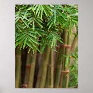 Natural Bamboo Zen Background Customised Template Poster