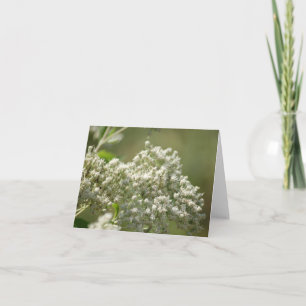 Natural Beauty White Wildflowers Note Card