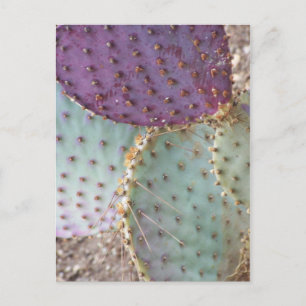 Natural Beauty...Wonderful Cactus Colours... Postcard