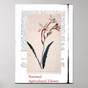 Natural Botanical Print Three