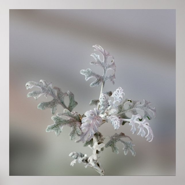 Natural Christmas Decorations (Front)