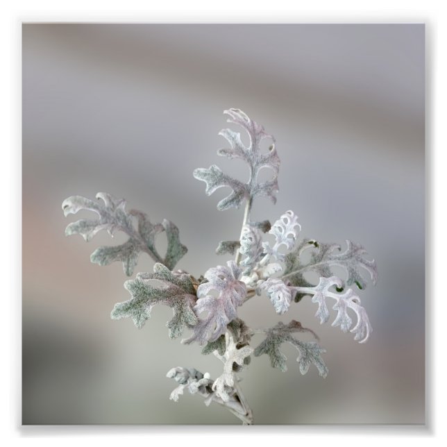 Natural Christmas Decorations Photo Print (Front)