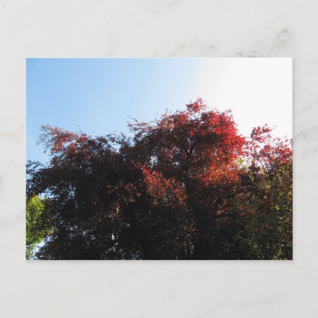 Natural Colour Postcard (Front)