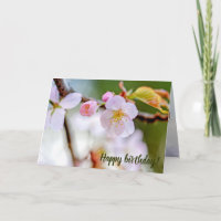 Natural Floral Composition Of Sakura Flowers