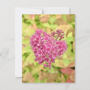 Natural Flower Heart - pierced by arrow. Card