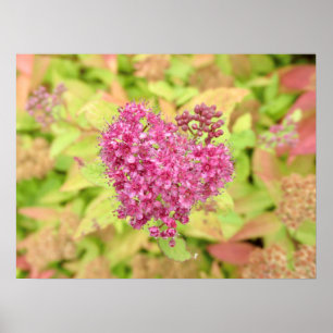 Natural Flower Heart - pierced by arrow. Poster