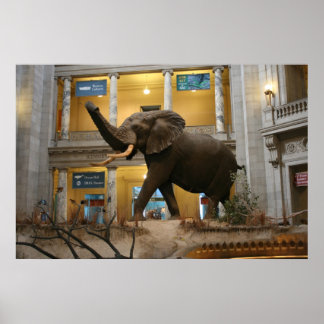 Natural History Museum Elephant Poster