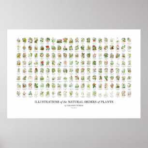 Natural Orders of Plants - All Illustrations Poster