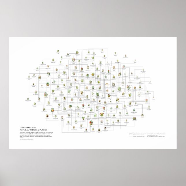Natural Orders of Plants - Likenesses Poster (Front)