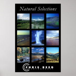 Natural Selections Poster